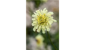 Gartenbaumschule Becker