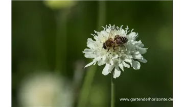 Gartenbaumschule Becker