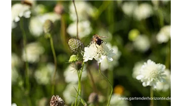 Gartenbaumschule Becker