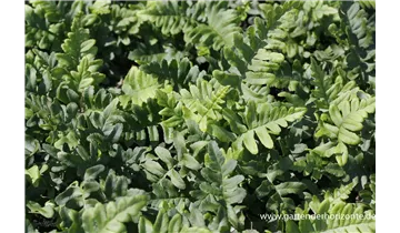 Gartenbaumschule Becker