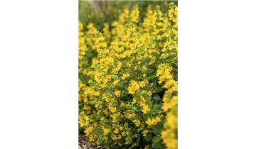 Gartenbaumschule Becker