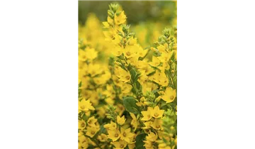 Gartenbaumschule Becker