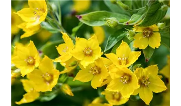 Gartenbaumschule Becker