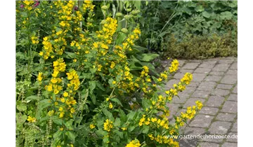 Gartenbaumschule Becker