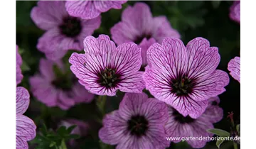 Gartenbaumschule Becker