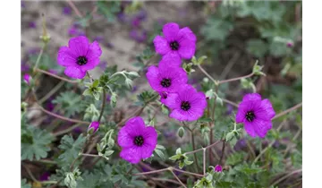 Gartenbaumschule Becker