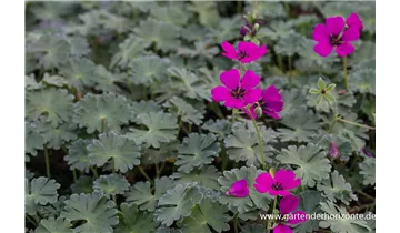 Gartenbaumschule Becker