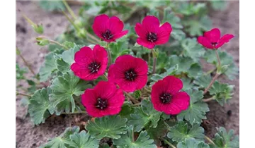 Gartenbaumschule Becker