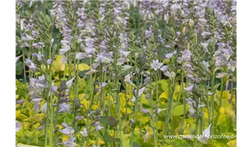 Gartenbaumschule Becker