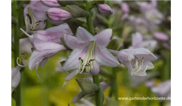 Gartenbaumschule Becker