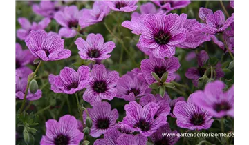 Gartenbaumschule Becker