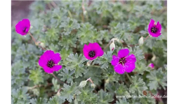 Gartenbaumschule Becker