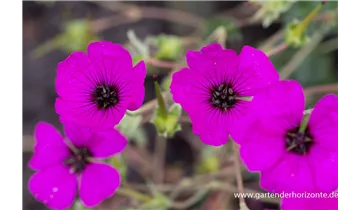 Gartenbaumschule Becker