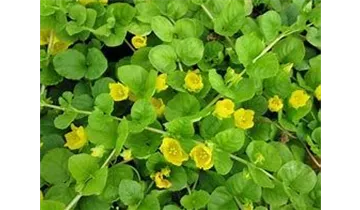 Gartenbaumschule Becker