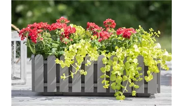 Gartenbaumschule Becker