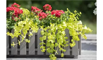 Gartenbaumschule Becker