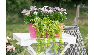 Gartenbaumschule Becker