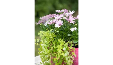 Gartenbaumschule Becker