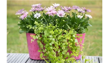 Gartenbaumschule Becker