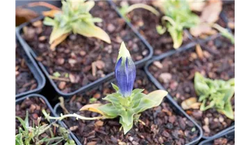 Gartenbaumschule Becker