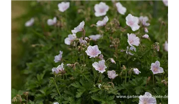 Gartenbaumschule Becker