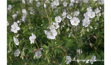 Gartenbaumschule Becker