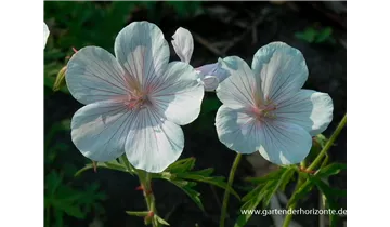 Gartenbaumschule Becker