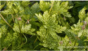 Gartenbaumschule Becker