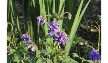 Gartenbaumschule Becker