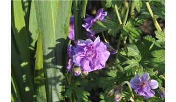 Gartenbaumschule Becker