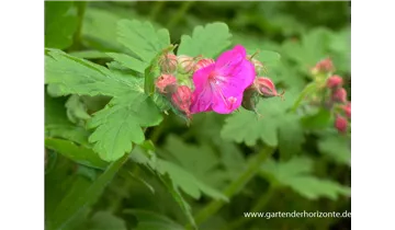Gartenbaumschule Becker