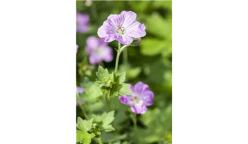 Gartenbaumschule Becker