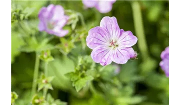 Gartenbaumschule Becker