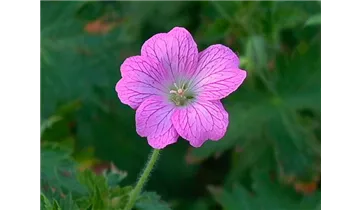 Gartenbaumschule Becker