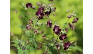 Gartenbaumschule Becker