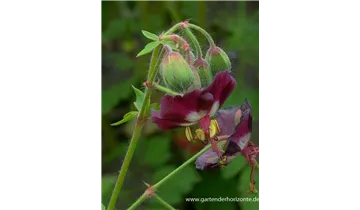 Gartenbaumschule Becker