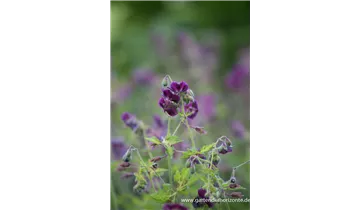 Gartenbaumschule Becker