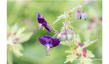 Gartenbaumschule Becker