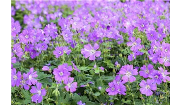 Gartenbaumschule Becker