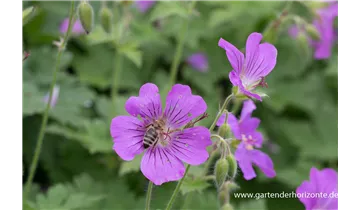 Gartenbaumschule Becker