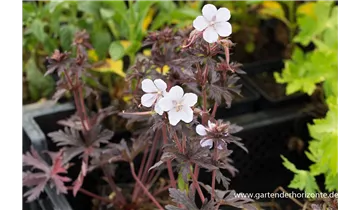 Gartenbaumschule Becker