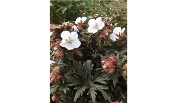 Gartenbaumschule Becker