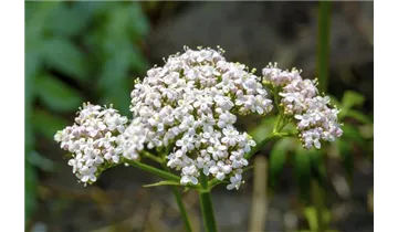 Gartenbaumschule Becker