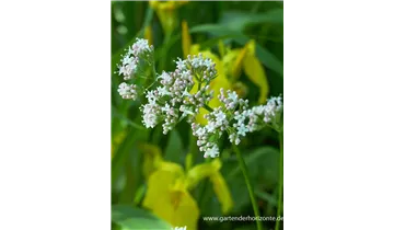 Gartenbaumschule Becker