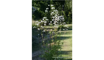 Gartenbaumschule Becker