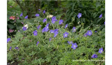 Gartenbaumschule Becker