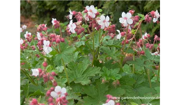 Gartenbaumschule Becker