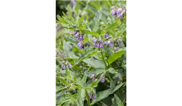 Gartenbaumschule Becker