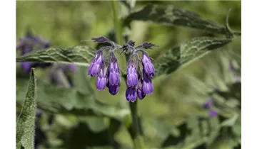 Gartenbaumschule Becker