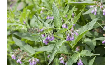 Gartenbaumschule Becker